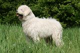 KOMONDOR 051